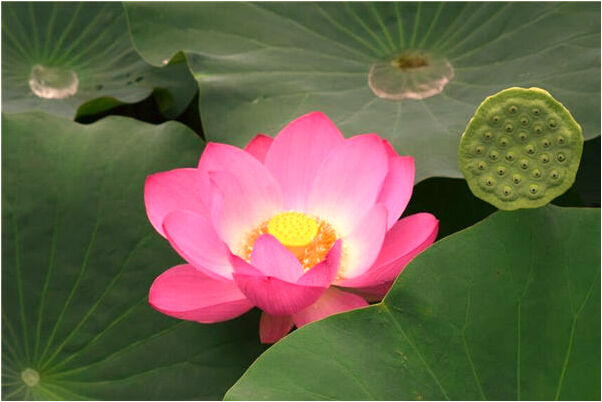 夢到偷生玉米會有什麼預兆_周公解夢官網