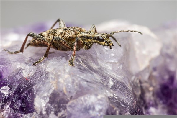 夢見好多小蟲是凶兆還是吉兆_周公解夢