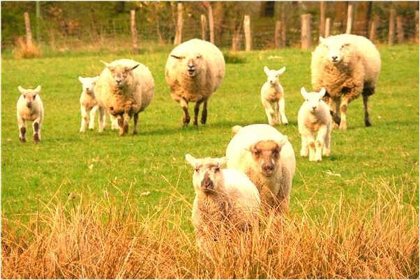 夢到和男友一起去租房子是不是好的徵兆呢_周公解夢官網