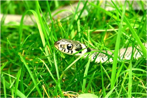 夢到老娘穿孝我自己也穿了意味著什麼_周公解夢官網