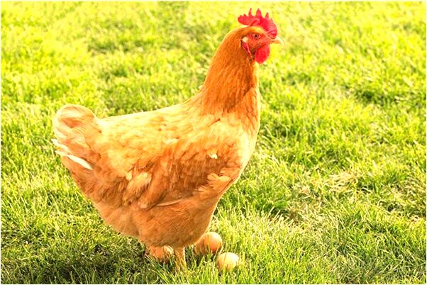 夢到老婆的陰道是什麼意思_周公解夢官網