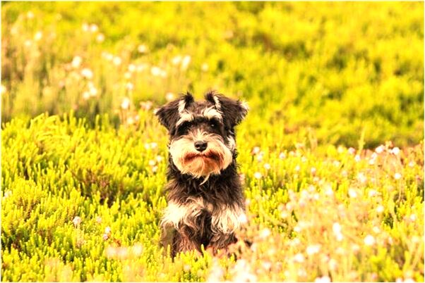 夢見吃魚挑刺是什麼意思_周公解夢官網