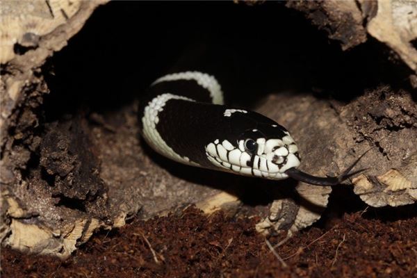 屬蛇今年的運程如何_十二生肖