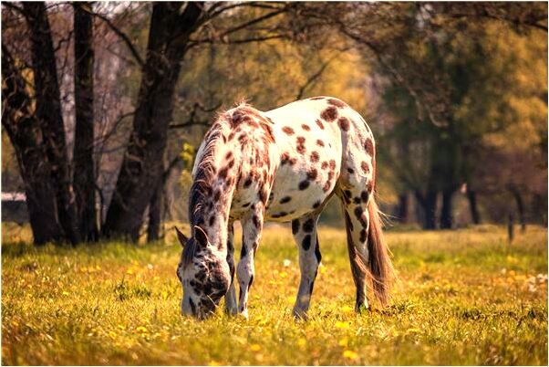 夢到黑白魚紅魚追自己玩會怎么樣_周公解夢官網