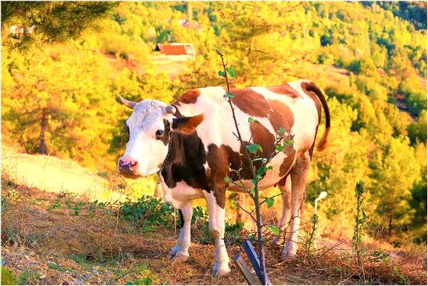 夢見鐏佃姖代表什麼_周公解夢官網