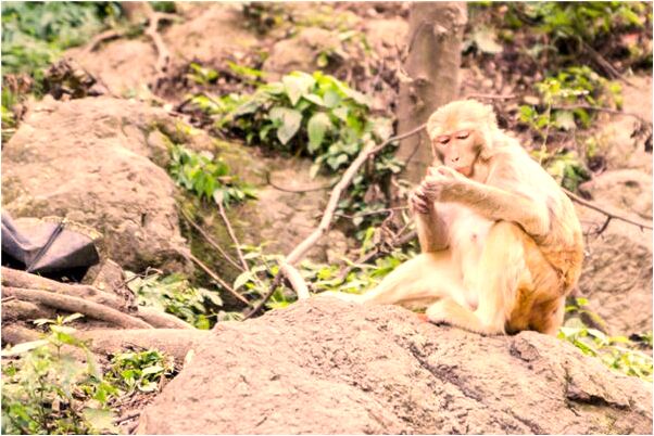 夢到有人要自殺是怎么回事_周公解夢官網