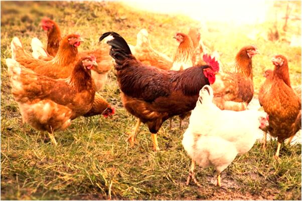 夢到辦喪事又離婚男人再婚意味著什麼_周公解夢官網