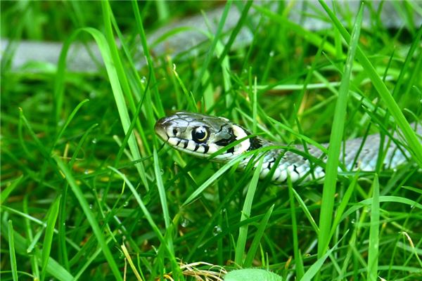屬蛇的人五月運勢如何_十二生肖