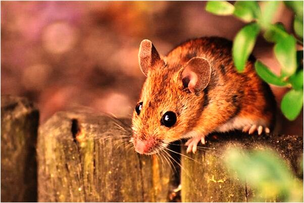 夢見跟殭屍搏鬥是怎么回事_周公解夢官網