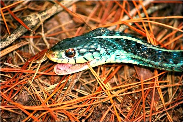 夢見死去的媽媽說要報仇是好的徵兆嗎_周公解夢官網