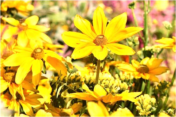 夢到自己在抓很大一條魚什麼預兆_周公解夢官網