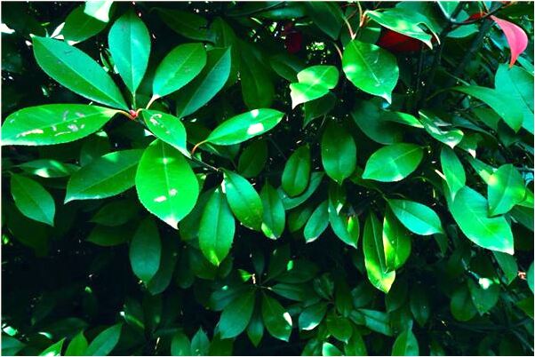 夢見我給別人一棵糖果好不好_周公解夢官網