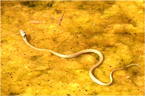 夢見井水快滿了預示什麼_周公解夢官網