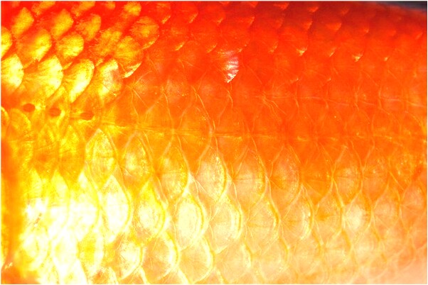 夢到了把屎拉在褲子裡了是什麼預兆_周公解夢官網