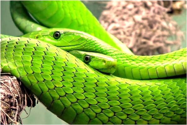 夢到和妻表姐做愛有什麼預示嗎_周公解夢官網