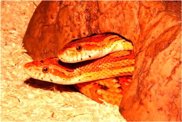 夢見追趕逃跑的人預兆了什麼嗎_周公解夢官網