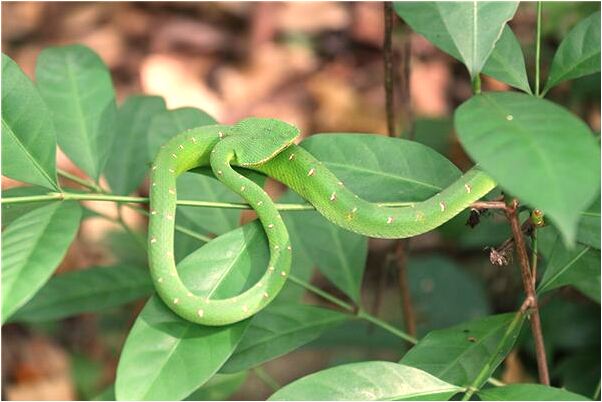 夢到了小偷被我抓是啥意思_周公解夢官網