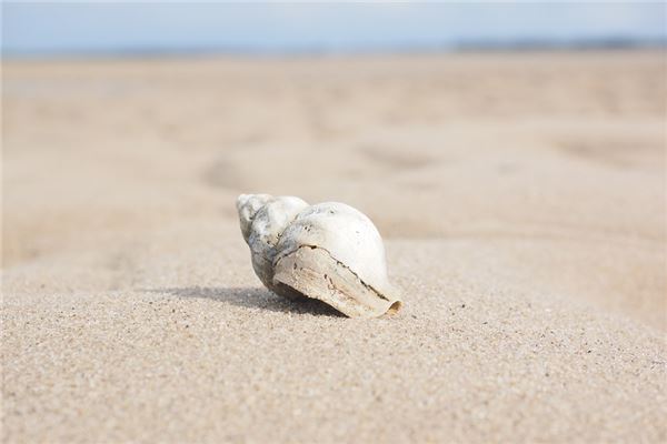 夢見螺螄_周公解夢