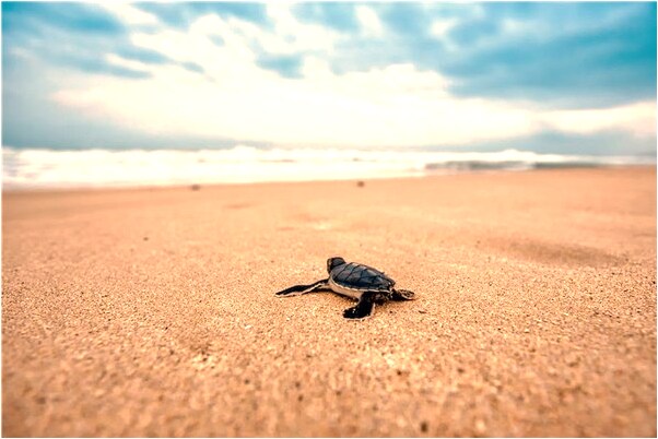 夢到過清明節是好的徵兆嗎_周公解夢官網