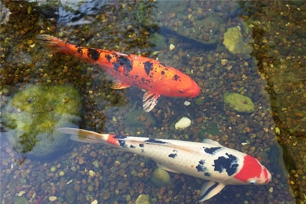 夢見抓活魚有什麼徵兆_周公解夢