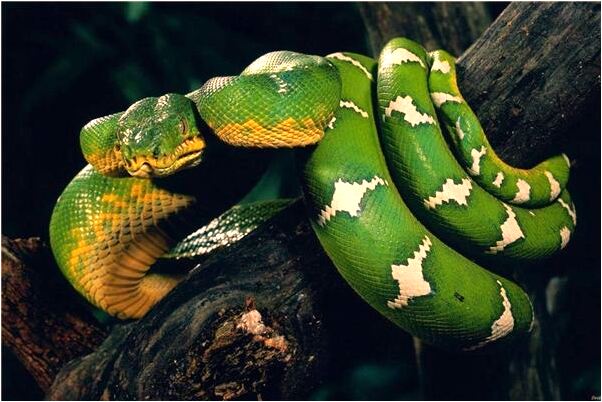 夢到好多顏色的兔子是什麼意思_周公解夢官網