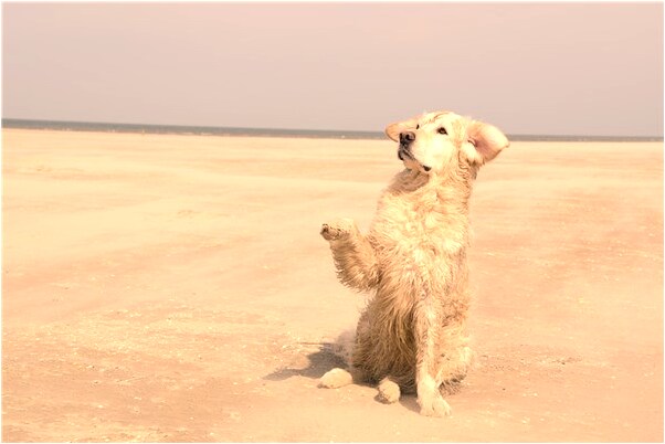 夢到了兒子死了我哭醒是凶兆還是吉兆_周公解夢官網