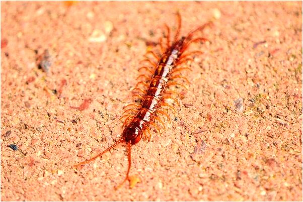 夢到了喝水瓶里有菸頭被我喝了有什麼意思_周公解夢官網