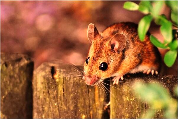 夢到殺蛇取蛇膽解毒意味著什麼_周公解夢官網