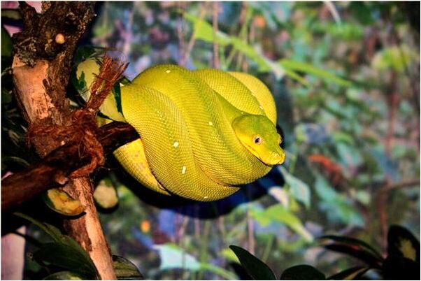 夢到了臥室門關不上代表什麼_周公解夢官網