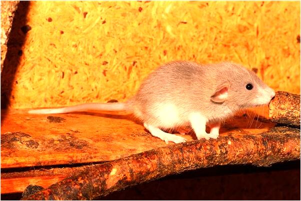 夢到黃金鑽戒上鑽石掉了是好是壞_周公解夢官網