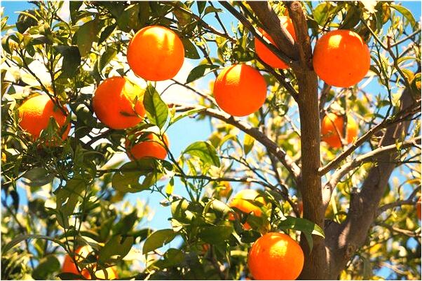 夢到朋友壞的是女孩兒是什麼預兆_周公解夢官網