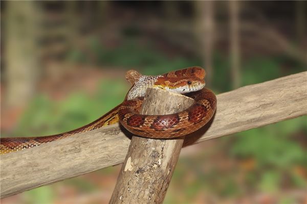 蛇年生的人有何運_十二生肖