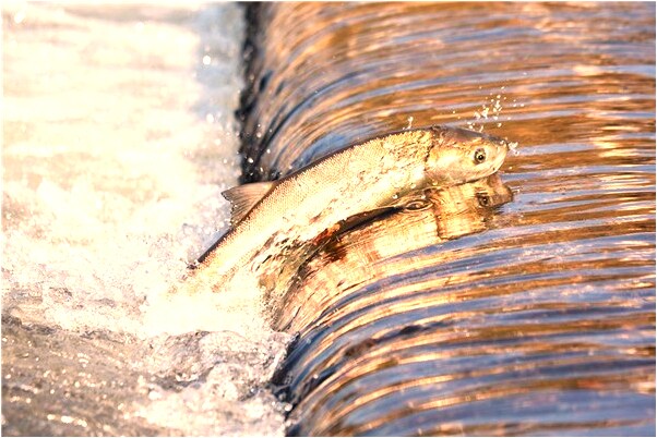 夢到了已故親人叫自己是怎么回事_周公解夢官網