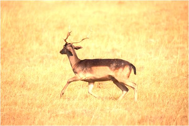 夢到男人在窗子盯著自己預兆了什麼嗎_周公解夢官網