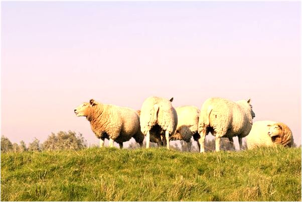 夢到送給別人韭菜什麼預兆_周公解夢官網