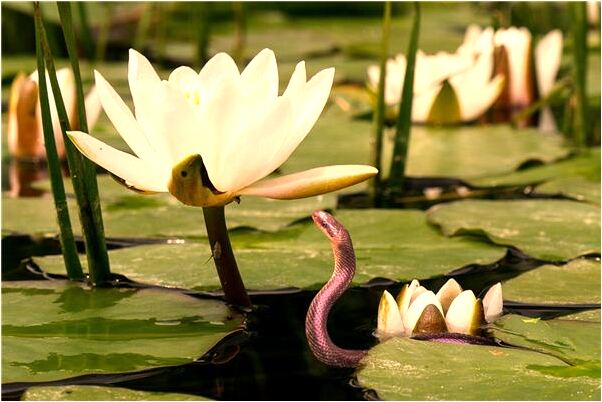 夢到了自己逃到國外代表著什麼_周公解夢官網