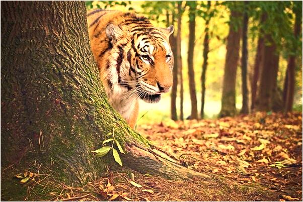 夢見賣玉米種子是什麼徵兆_周公解夢官網