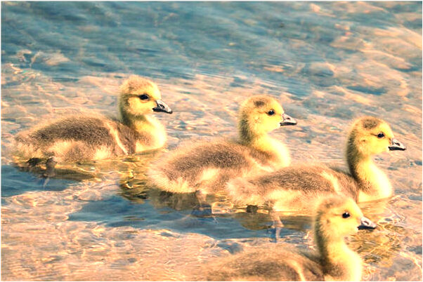 夢到夢中解釋不清意味著什麼_周公解夢官網