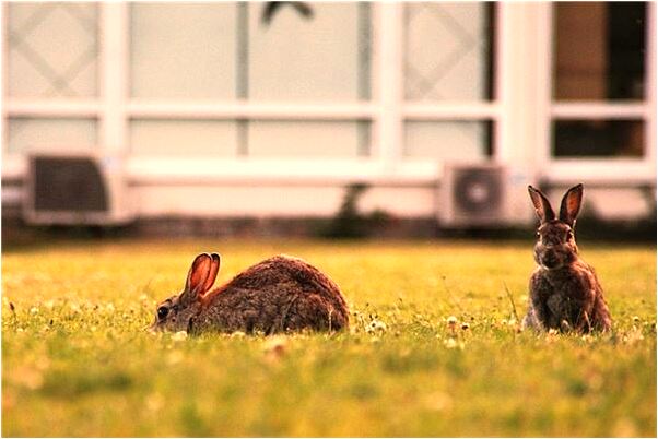 夢到了準備自殺是咋回事_周公解夢官網