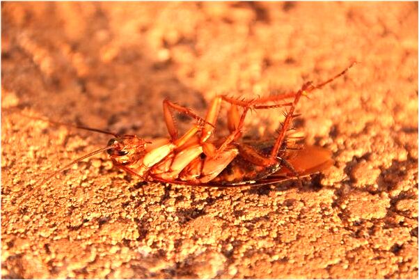 夢到了過世的長輩還在人世有什麼意思嗎_周公解夢官網