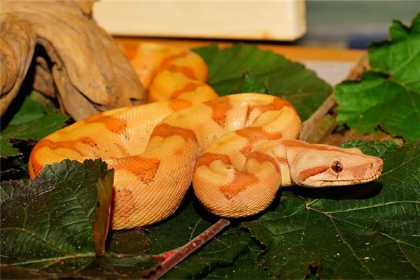 夢見金黃蛇意味著什麼_周公解夢