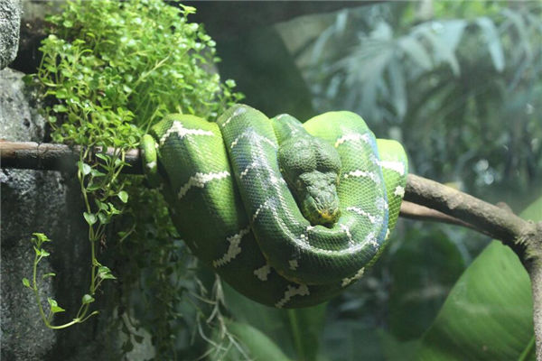 夢到蟒蛇是什麼意思_周公解夢