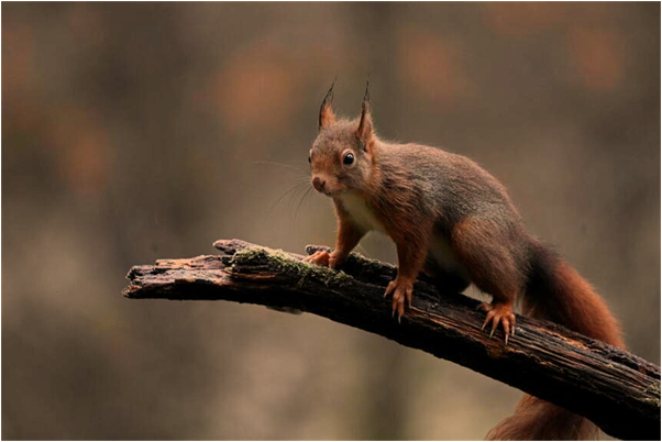 夢見綠色的美女蟒蛇是啥預兆_周公解夢官網