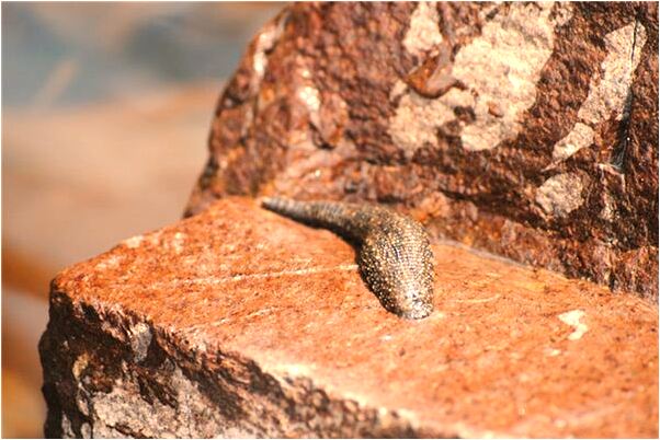 夢見清掃院內預示什麼_周公解夢官網