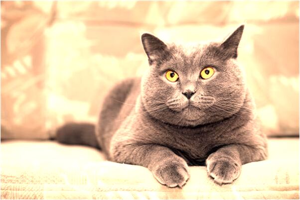 夢見別人求合租意味著什麼_周公解夢官網