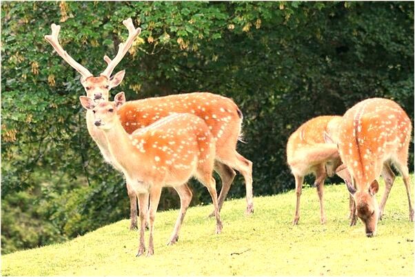 夢到了自己好哭是不是好的徵兆呢_周公解夢官網