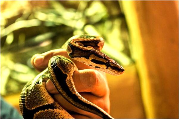 夢到了莫加浚是好的徵兆嗎_周公解夢官網