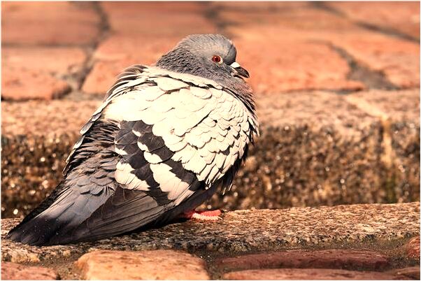 夢到好友欺妻是咋回事_周公解夢官網