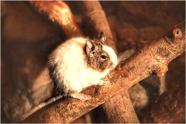 夢到了去地里偷東西有什麼含義_周公解夢官網