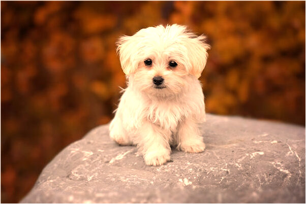 夢到妻子掃地預示了什麼_周公解夢官網